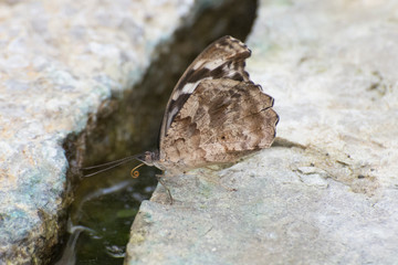Butterfly 2019-43 / Myscelia cyaniris getting a drink of water
