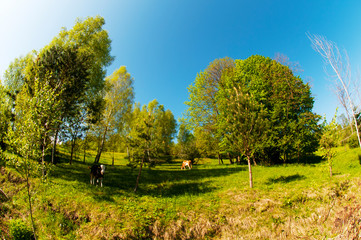 Obraz premium a beautiful cow on a pasture in the high mountains of a warm spring day on the background of birches