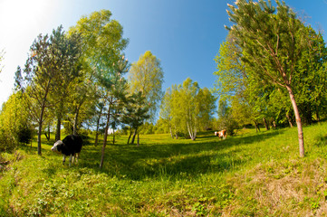 a beautiful cow on a pasture in the high mountains of a warm spring day on the background of birches
