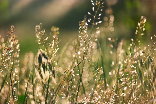 Wild steppe grass backlit shallow DOF