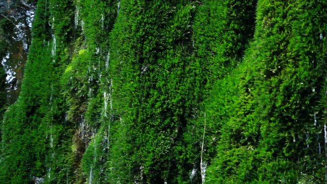 コケから滴る水滴