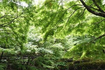 Fresh green of the natural park in early summer.