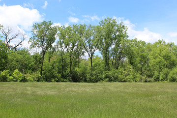 A grove of cottonwoods with a grassy meadow in front at Blue Star Memorial Woods in Glenview, Illinois