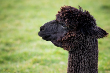 close up head shot of black alpaca in green field