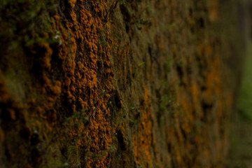 Pared antigua expuesta a gran humedad