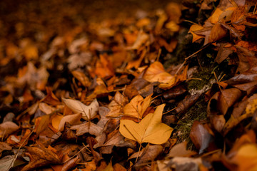 Hojas de otoño dentro del bosque 
