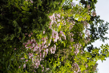 Fototapeta na wymiar dense tree branches with green leaves filled with small pink flowers