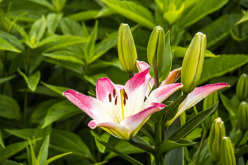 Obraz premium single pink lily flower blooming in the garden surrounded by green leaves