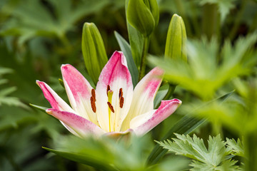 single pink lily flower blooming in the garden surrounded by green leaves