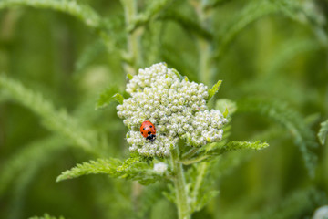 close up of one ladybug on white Yarrow  flower on the filed with blurry green background