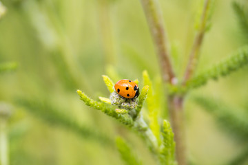 close up of one ladybug on white Yarrow  flower on the filed with blurry green background