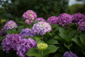 自然の紫色の紫陽花