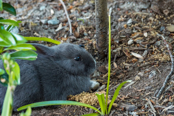 close up of one cute grey bunny hiding behind green bushes in the garden 