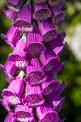 beautiful pink foxglove flowers blooming under the sun in the garden © Yi