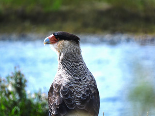portrait of falcon