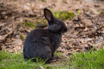 Naklejka na ściany i meble one cute black rabbit sitting on green grass field in the park