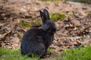 one cute black rabbit sitting on green grass field in the park