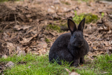 Naklejka na ściany i meble one cute black rabbit sitting on green grass field in the park