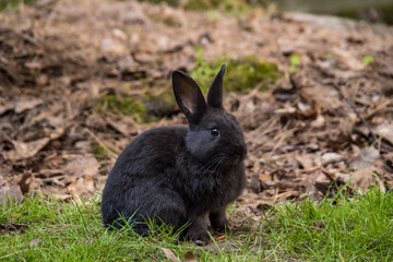one cute black rabbit sitting on green grass field in the park