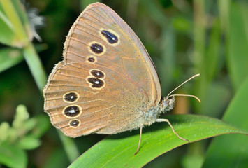 Butterfly (Aphanthopus hyperanthus)