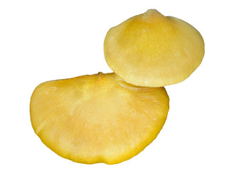 Edible mushrooms (Sarcomyxa serotina) 5