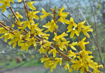 Blooming branch (Forsythia)