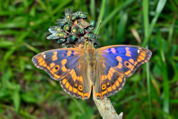Butterfly (Apatura substituta) 1
