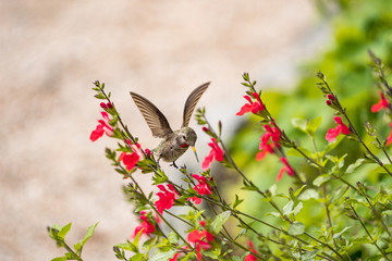 one beautiful Ana's hummingbird flipping its wings and hover in the middle air while feasting on flower nectar in the garden