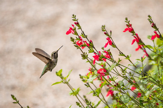 one beautiful Ana's hummingbird flipping its wings and hover in the middle air while feasting on flower nectar in the garden