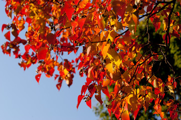 秋の綺麗な赤色の紅葉