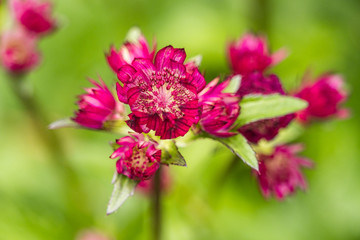 close up of beautiful pink Masterwort flowers blooming in the garden with creamy green background