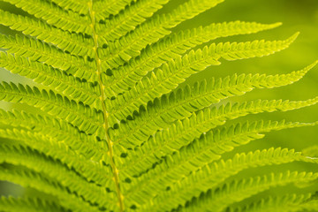 Fototapeta premium bright green fern leaves back lit by the light with creamy green background