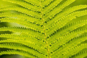 Fototapeta premium bright green fern leaves back lit by the light with creamy green background
