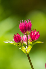 close up of beautiful pink Masterwort flowers blooming in the garden with creamy green background