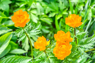 Blooming orange meadow flower in the garden