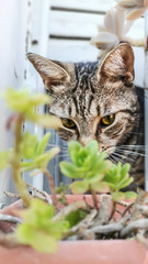 A cat in the plants