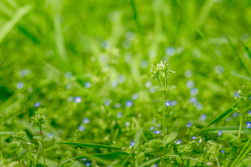 Drops of dew on a green grass bokeh background,