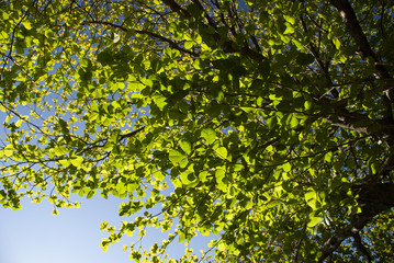 Feuillage vert