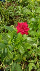 red flower in garden