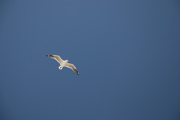 Mouette en vol