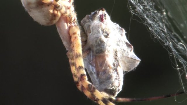 Giant spider with prey Close shot of Giant spider with prey, Judea palin Israel