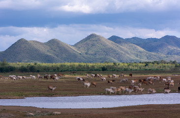 Beautiful of cows with backdrop of mountain in the summertime