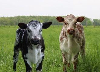 Young rust and black and white speckled roan calves standing in the meadow