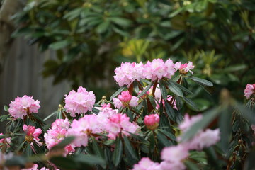 Obraz premium Sprint Flower Love