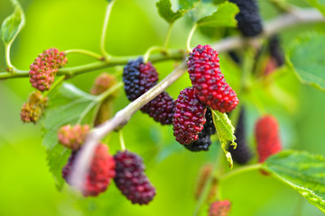 Fresh mulberries, healthy fruit in tree branches, have a green background in Tangshan, Hebei Province, China.