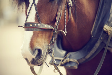 The muzzle is draught horse harnessed to a carriage