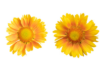 Orange Gaillardia as white background picture.Flower on clipping path.