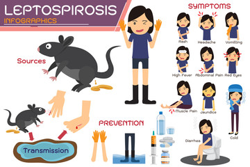 Leptospirosis infographics. Leptospirosis about symptoms and prevention. health concept vector cartoon illustration.