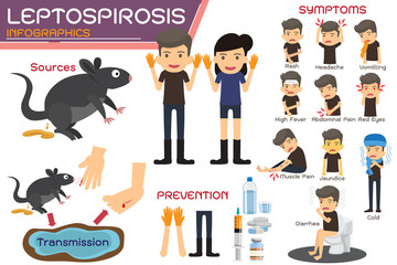 Leptospirosis infographics. Leptospirosis about symptoms and prevention. health concept vector cartoon illustration.