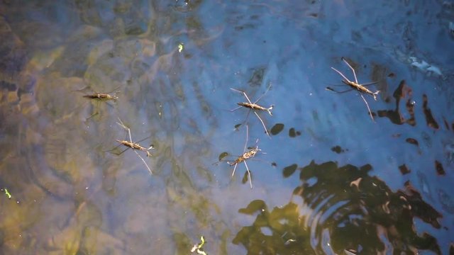 Water boatmen insects skating around on the surface of the water on a flowing stream